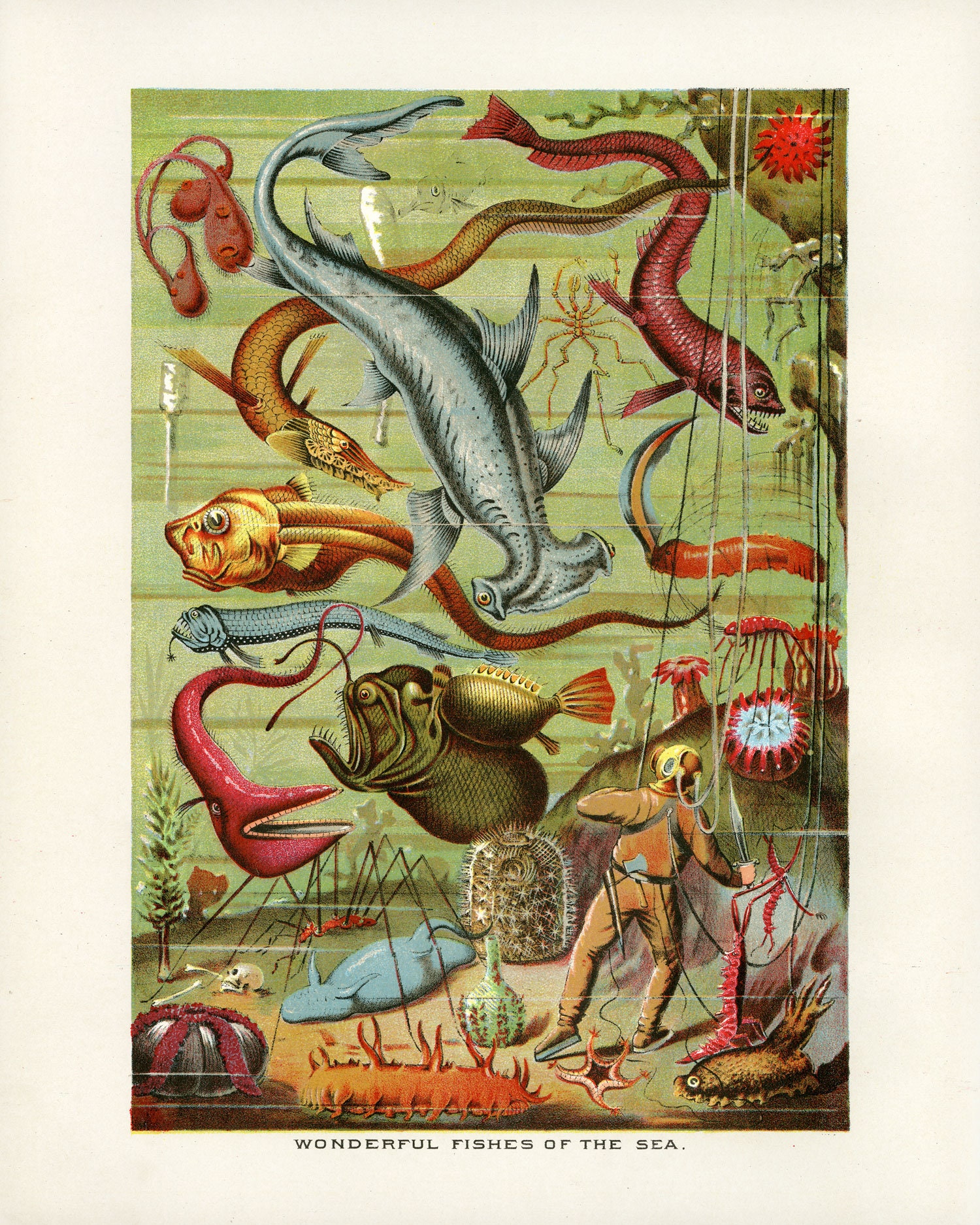 Scuba Diver Print • Antique Fish Wall Art • 5 Sizes! • Vintage Aquatic ...