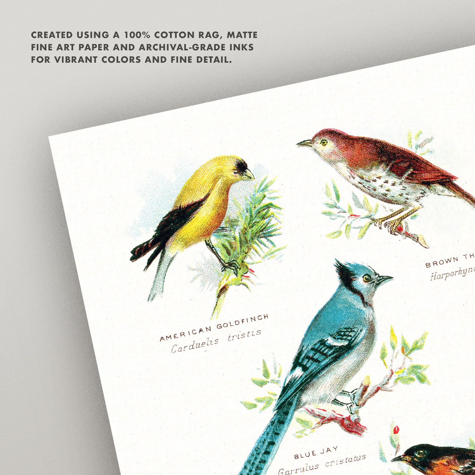 Vintage Birds Print Set Antique Bird Wall Art Set of 2 Etsy