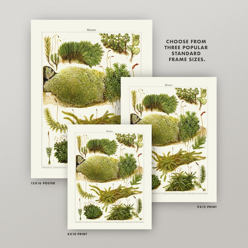 Vintage Moss Print Antique Moss Botanical Print 3 Sizes Etsy UK