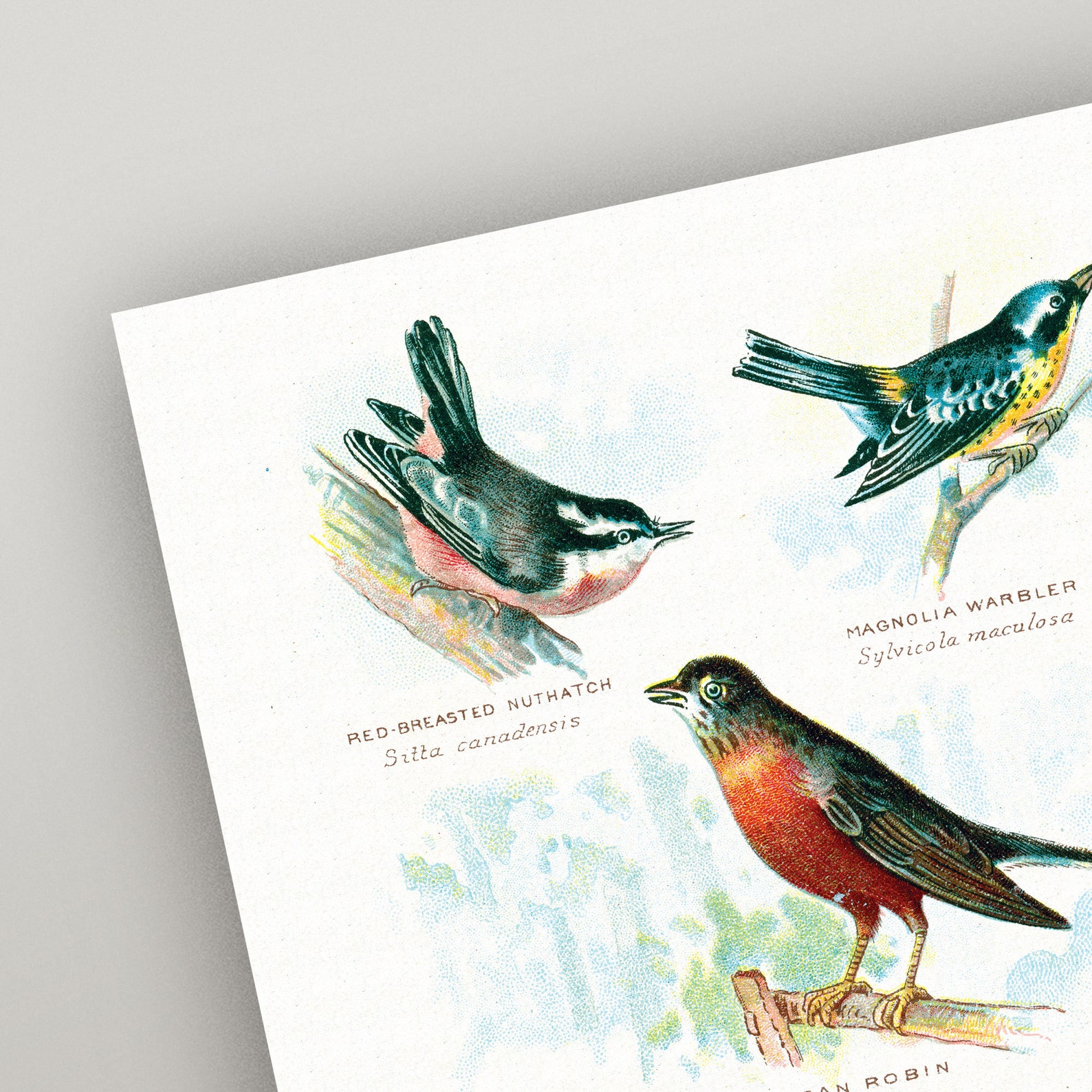 Vintage Birds Print Set Antique Bird Wall Art Set of 2 Etsy