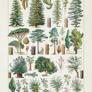 Antique Tree Chart Vintage Tree Print 4 Sizes French Tree Diagram ...