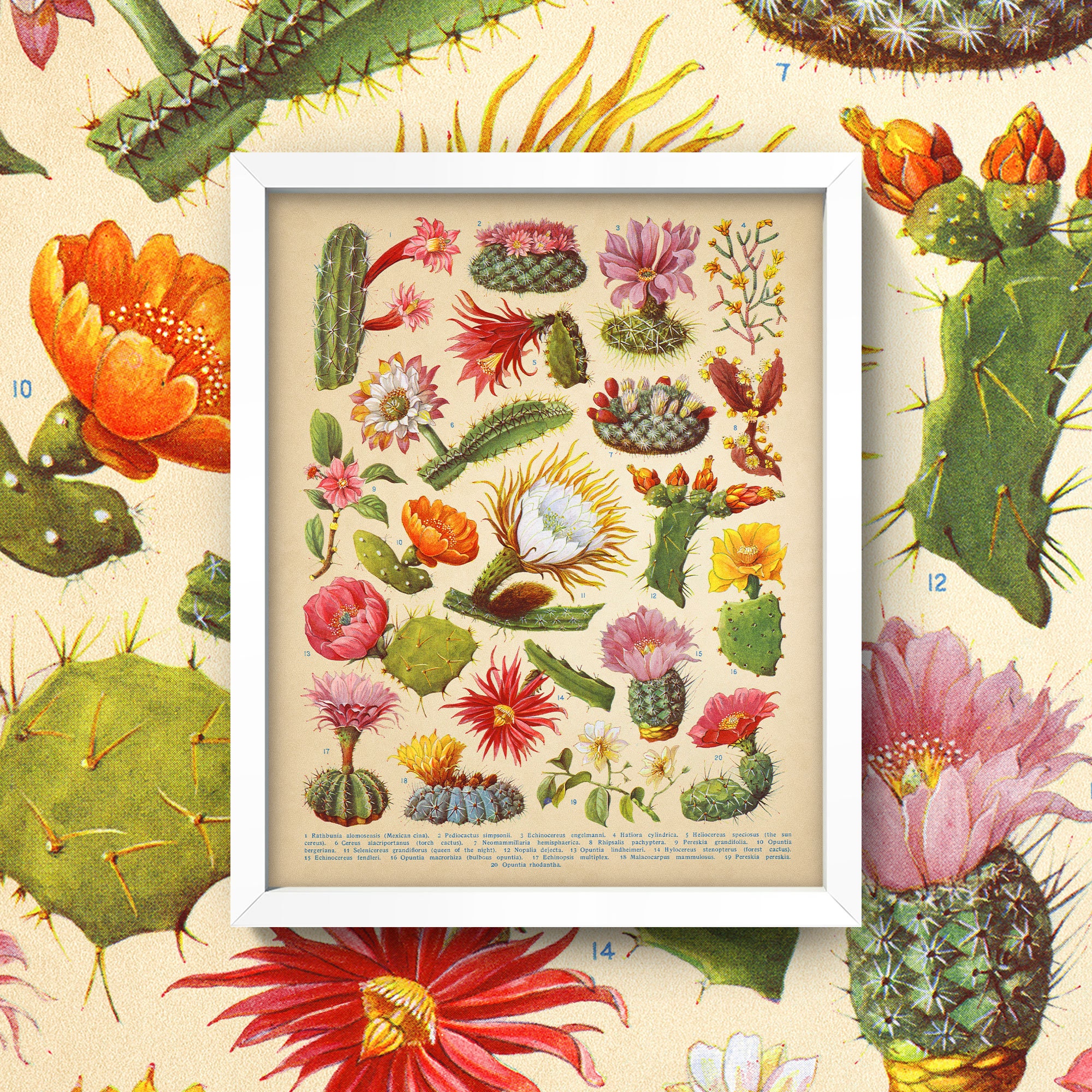 Cactus Blossoms Botanical Print  Vintage Cactus Wall Art  5 Sizes!   Antique Cactus Print  Colorful Cactus Flowers - Etsy