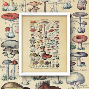 Op de afbeelding: Vintage illustratie van verschillende soorten paddenstoelen, waaronder de Amanita phalloides, Amanite tue-mou fausse, Pleurote huitre en Russule &eacute;m&eacute;tique. De illustratie is ingelijst en heeft de titel "CHAMPIGNONS" bovenaan.
