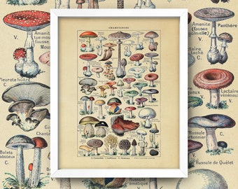 Vintage Mushrooms Print • Mushrooms Poster • French Mushrooms Chart • Kitchen Print • 4 Sizes! 8X10 9X12 12X16 • Champignons