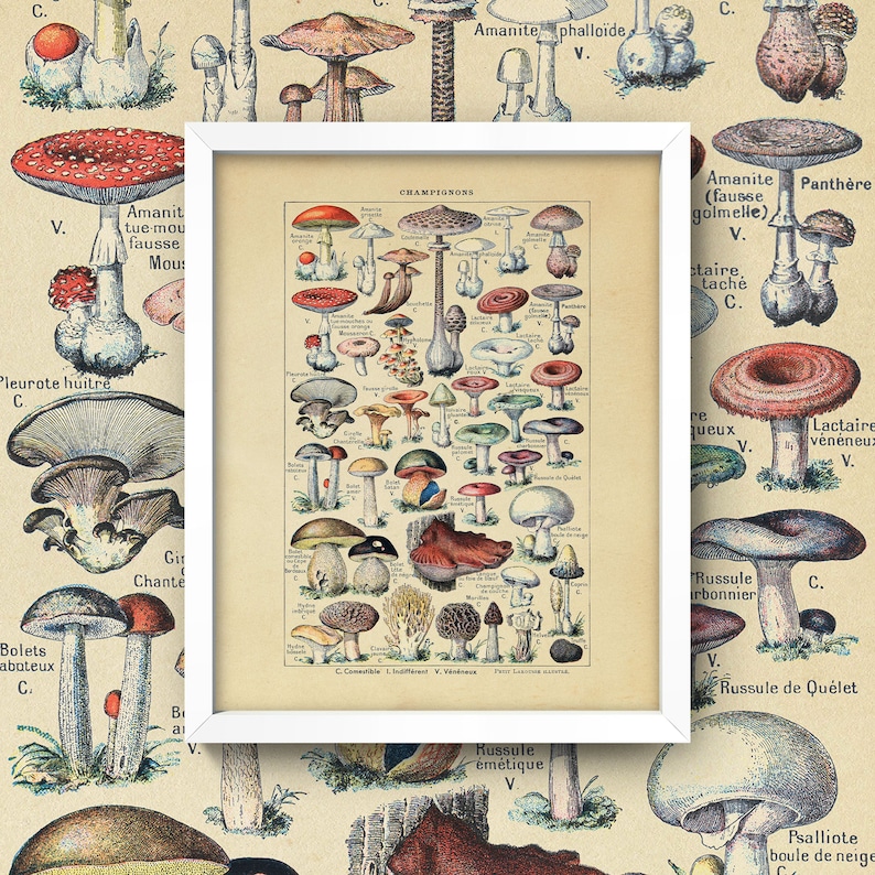 Op de afbeelding: Vintage illustratie van verschillende soorten paddenstoelen, waaronder de Amanita phalloides, Amanite tue-mou fausse, Pleurote huitre en Russule &eacute;m&eacute;tique. De illustratie is ingelijst en heeft de titel "CHAMPIGNONS" bovenaan.