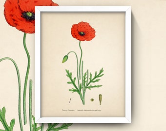 Poppy Print • Vintage Poppy Flower Botanical Art • 4 Sizes! • Antique Poppy Illustration • Red Pop of Color • Kitchen Art
