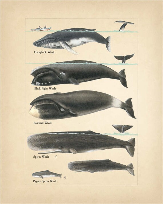 Whale Chart