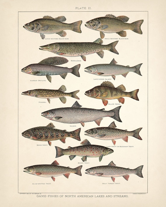 Game Fish Print Antique Freshwater Fish Art 4 Sizes Vintage