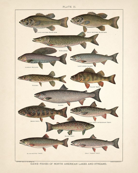 Game Fish Print • Antique Freshwater Fish Art • 3 Sizes Game Fish Print • Antique Freshwater Fish Art • 3 Sizes
