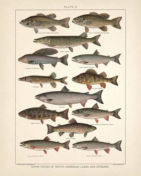 Freshwater Gamefish of North America Poster [Book]