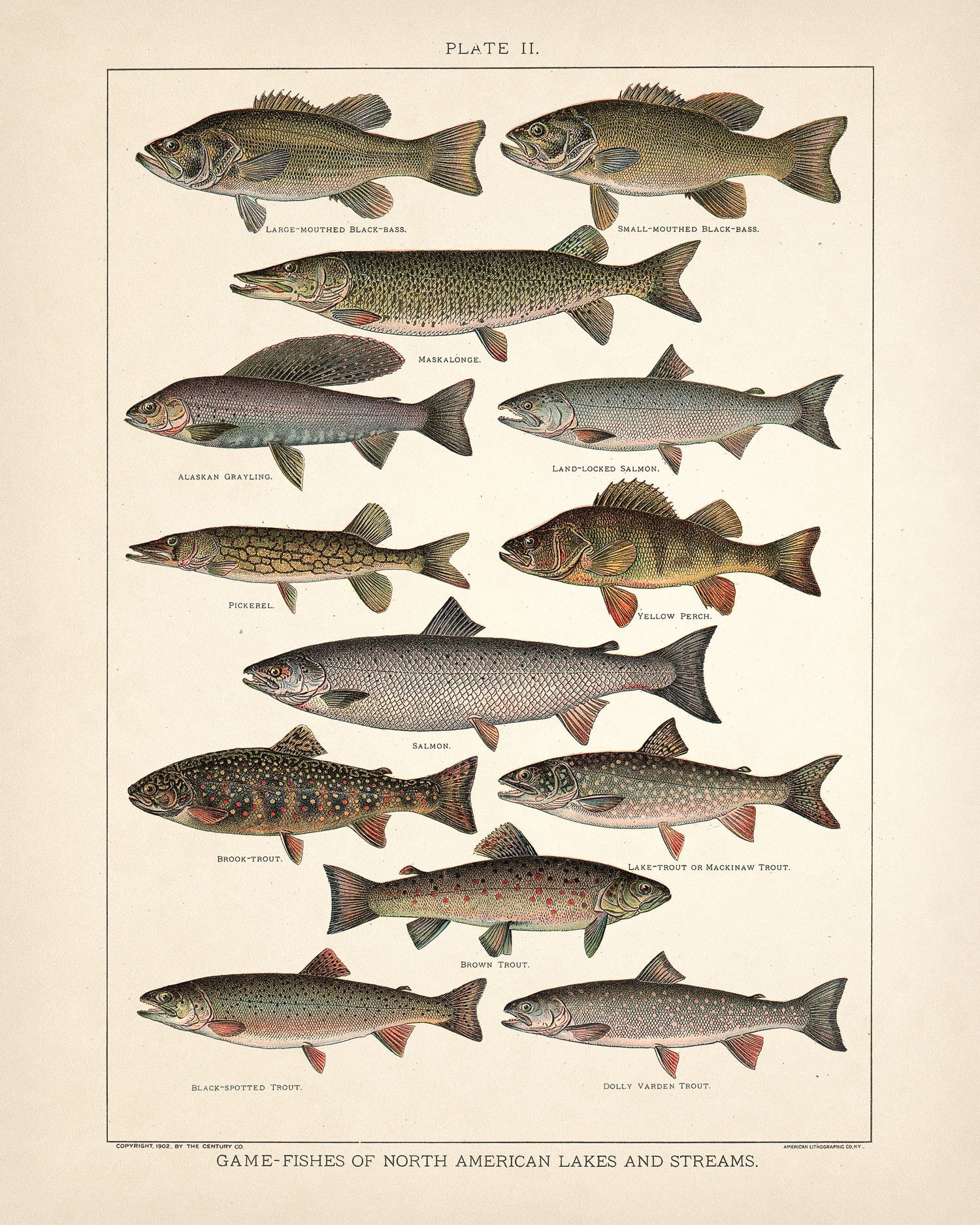 Game Fish Print • Antique Freshwater Fish Art • 3 Sizes Game Fish Print • Antique Freshwater Fish Art • 3 Sizes