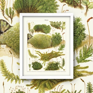 Vintage Moss Print  • Antique Moss Botanical Print • 3 Sizes • Antique Mosses • Ground Cover Shade Plants