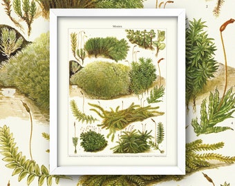 Vintage Moss Print • Antique Moss Botanical Print • 3 Tailles • Mousses antiques • Plantes d’ombrage couvre-sol