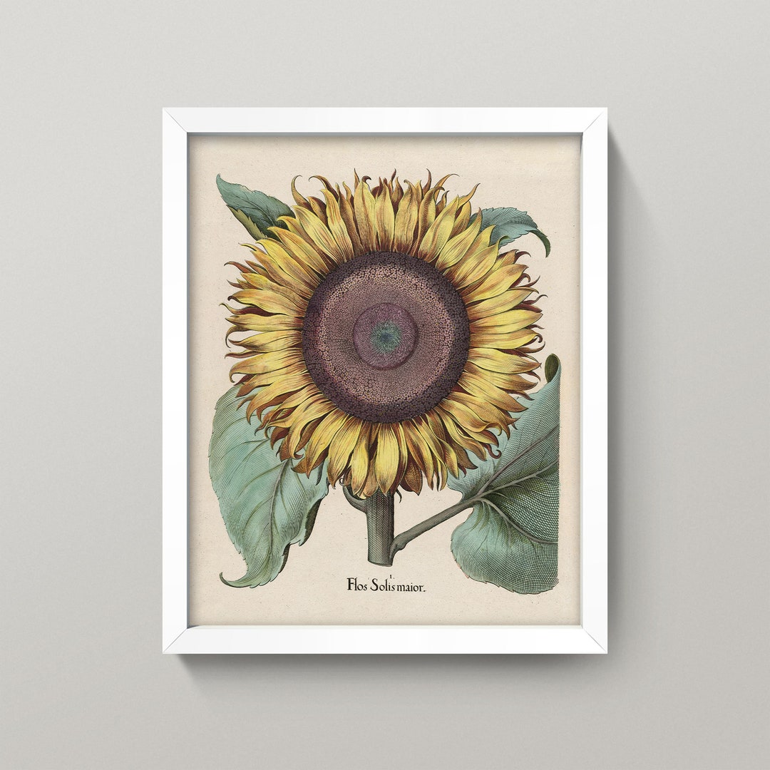 Vintage Sunflower Print or Poster Antique Sunflower Wall Art 4 Sizes
