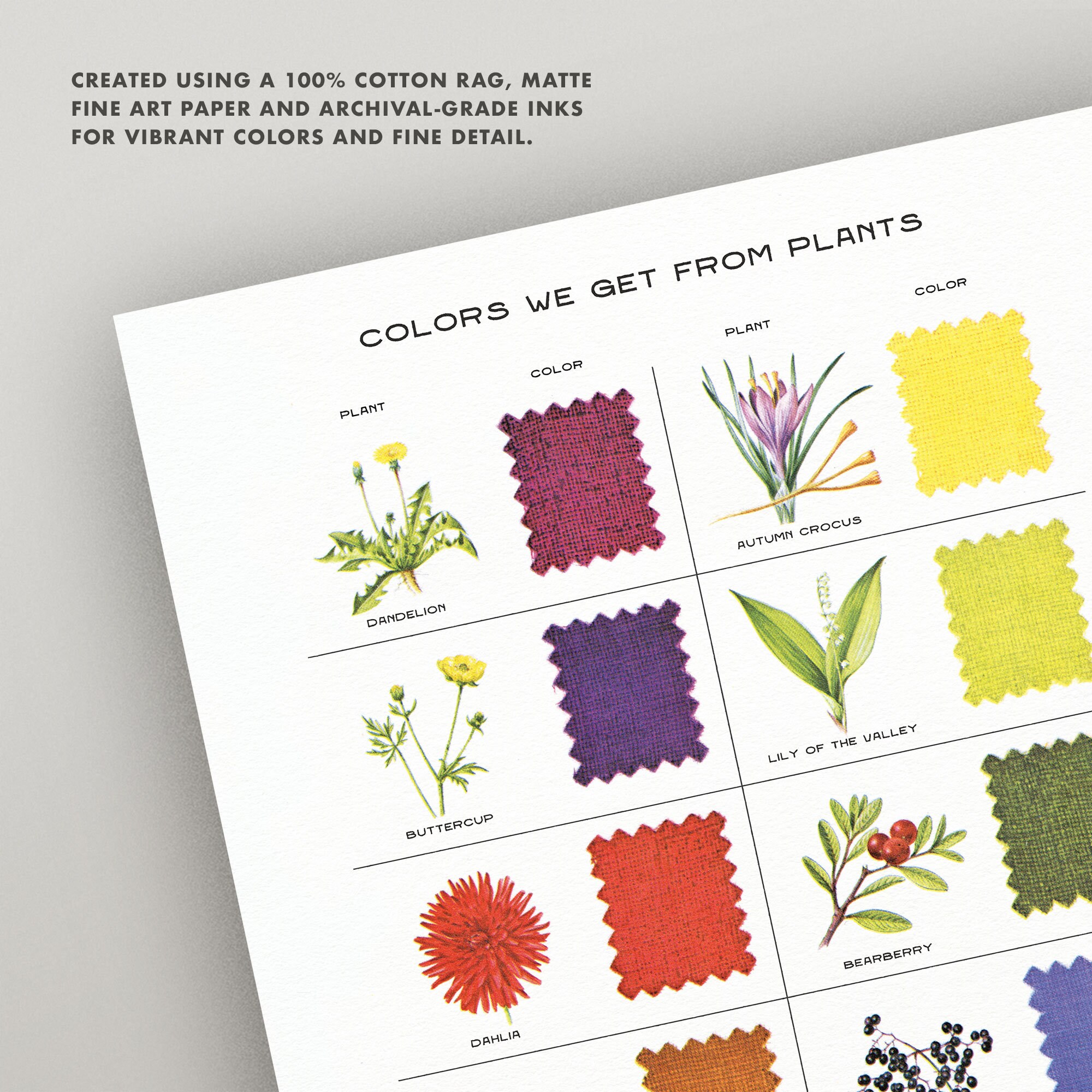 Plant Color Code Chart Vintage Plant Dye Color Chart • 8x10 Print / Wall Art • High Quality ...