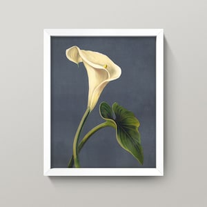 Antique Calla Lily Print • Vintage Arum Lily Wall Art • 4 Sizes! • Art Nouveau era Flower Print • Zantedeschia Aethiopica