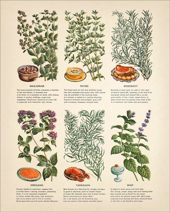 Herb Chart For Cooking