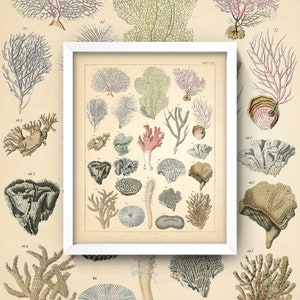 Coral Print • Antique Coral Botanical Wall Art • 4 Sizes! • Aquatic Life • Barrier Reef • Natural Science • Vintage Coral Diagram