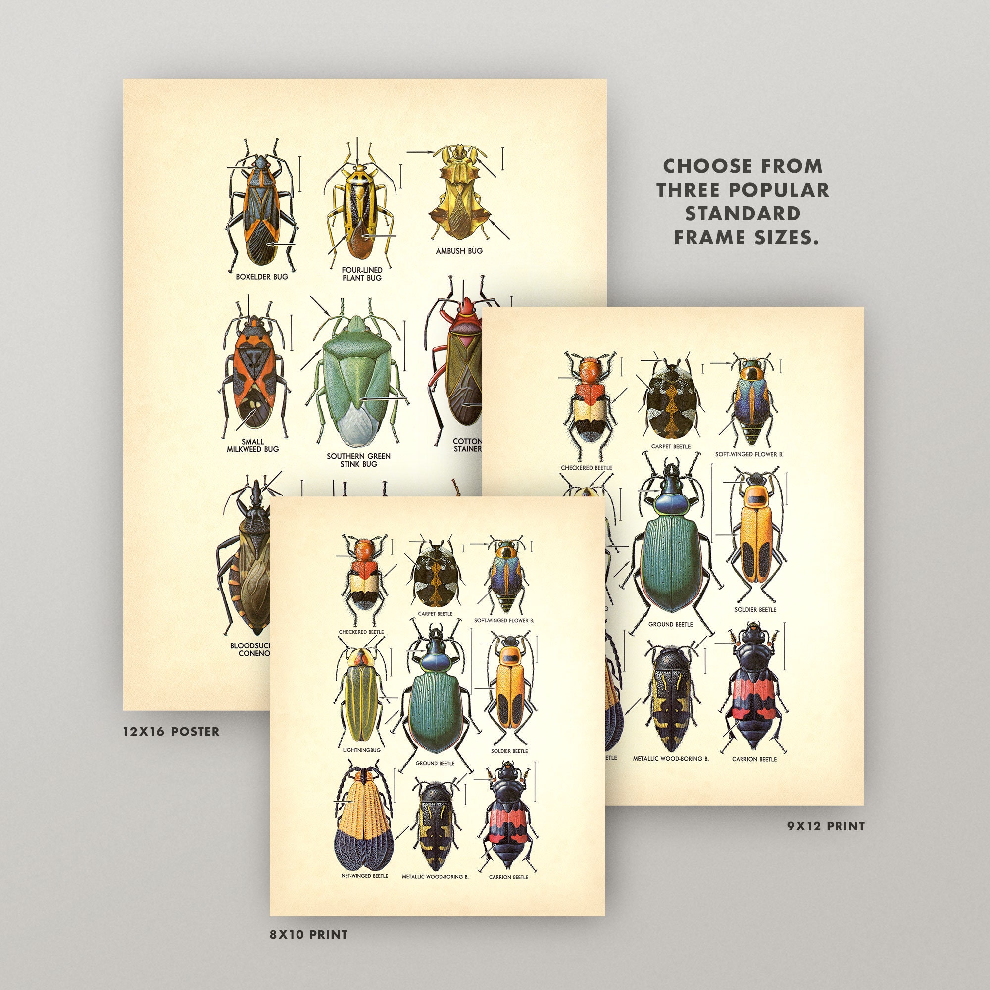 Beetles Diptych • Vintage Insect Charts • Individually or Buy as a Set ...