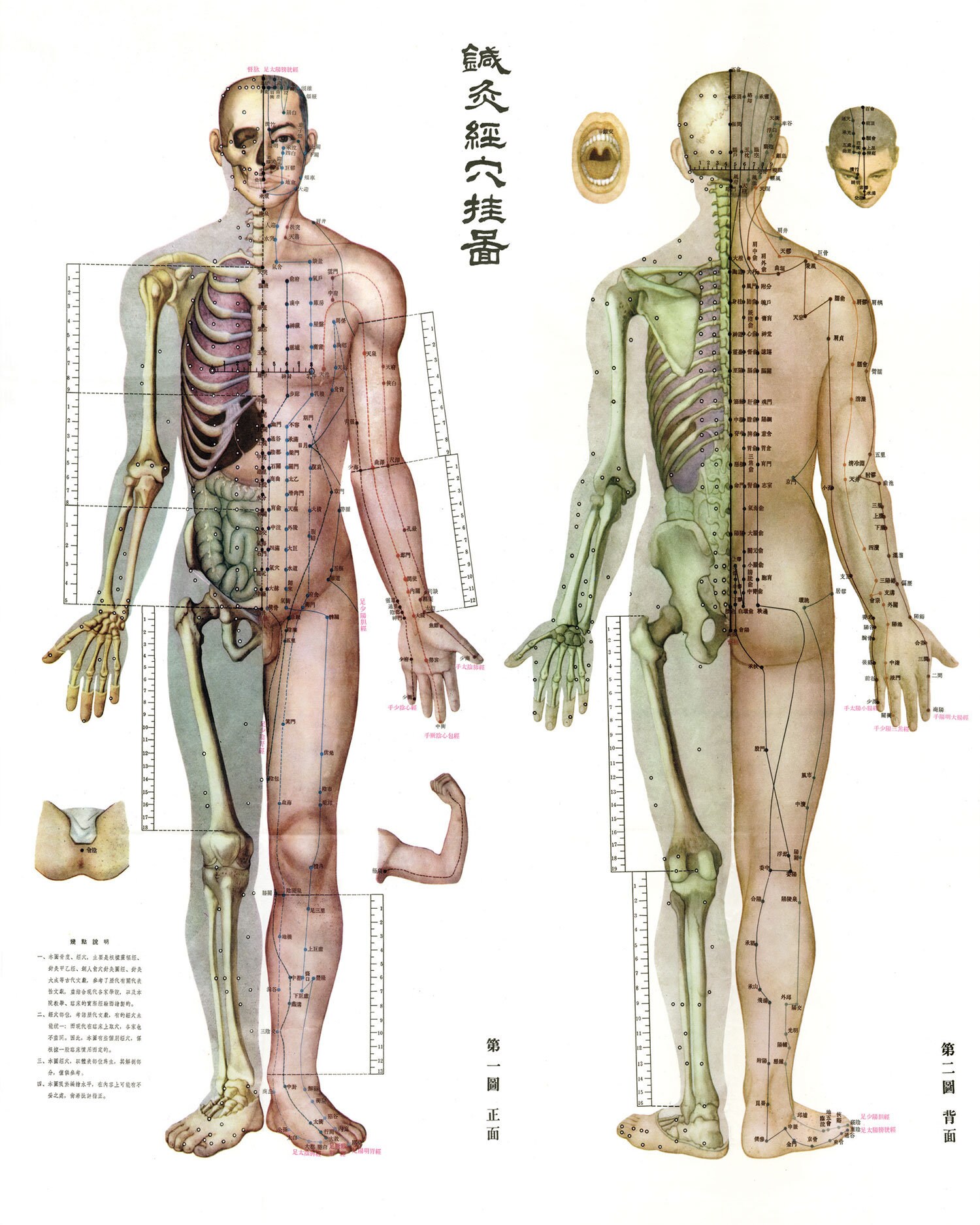 Acupuncture Chart Print • Choose From 5 Sizes! • Vintage Acupuncture ...