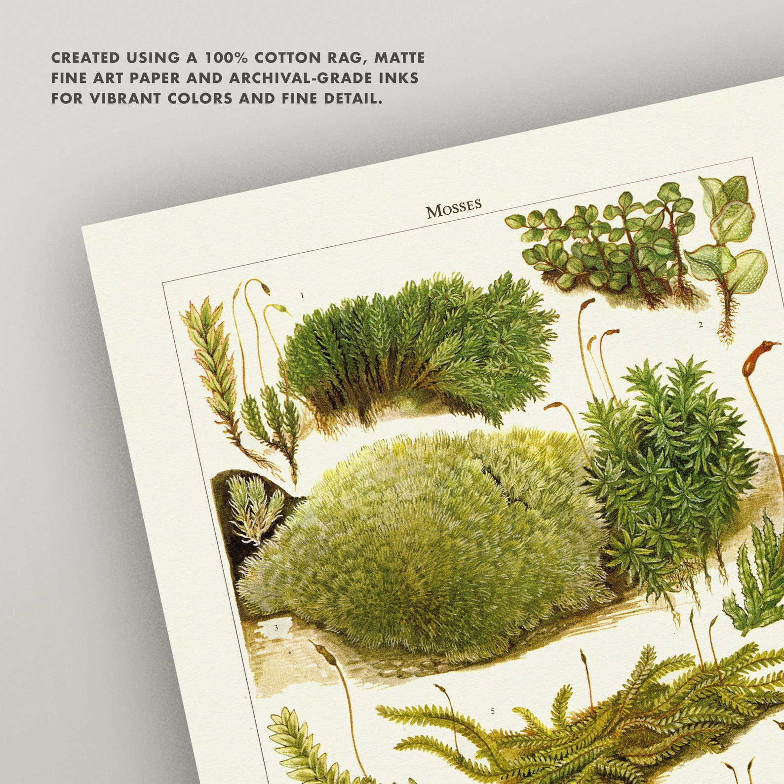 Vintage Moss Print Antique Moss Botanical Print 3 Sizes Etsy