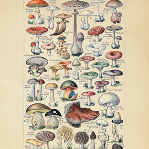 Op de afbeelding: Een vintage illustratie van verschillende soorten paddenstoelen, met hun namen en classificaties in het Frans gelabeld. De paddenstoelen zijn afgebeeld in een realistische stijl met levendige kleuren en ingewikkelde details. De afbeelding is geplaatst op een cr&egrave;mekleurige achtergrond.
