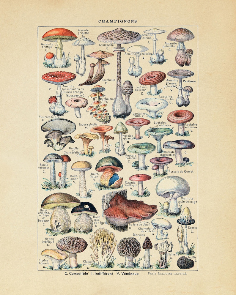 Op de afbeelding: Een vintage illustratie van verschillende soorten paddenstoelen, met hun namen en classificaties in het Frans gelabeld. De paddenstoelen zijn afgebeeld in een realistische stijl met levendige kleuren en ingewikkelde details. De afbeelding is geplaatst op een cr&egrave;mekleurige achtergrond.