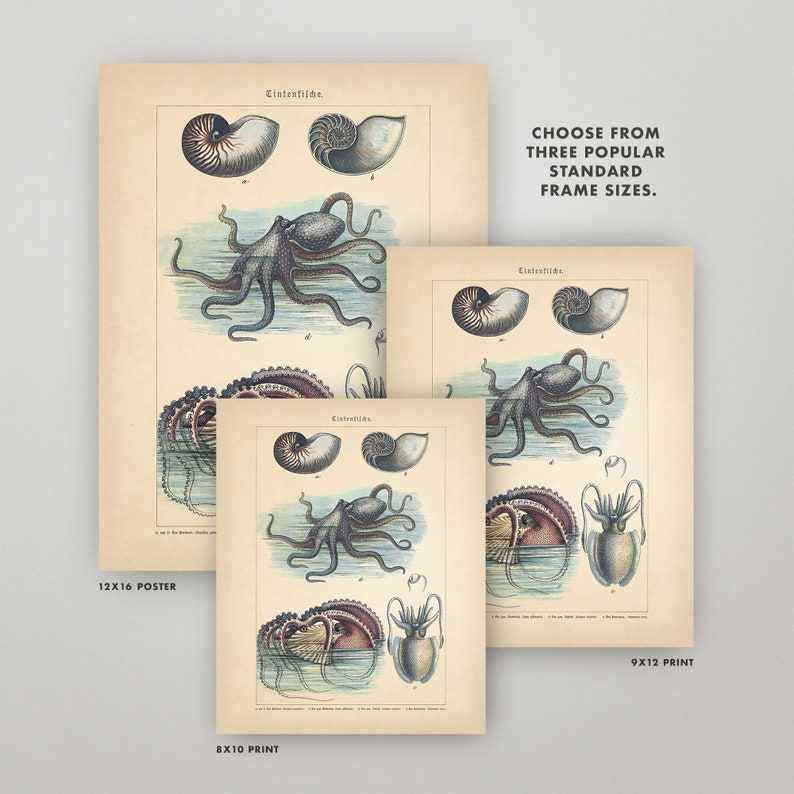 Octopus Print Antique German Octopus Chart 4 Sizes | Etsy