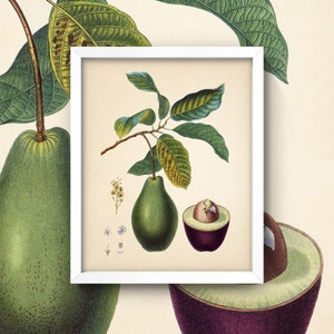 Avocado Print • Vintage Avocado Botanical Art • 8X10 Print • Antique KItchen Wall Art • Antique Avocado Illustration • Avocado Green
