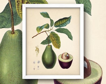 Avocado Print • Vintage Avocado Botanical Art • 8X10 Print • Antique KItchen Wall Art • Antique Avocado Illustration • Avocado Green