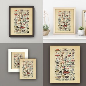 Op de afbeelding: Een vintage botanische illustratie van verschillende paddenstoelen, met gedetailleerde tekeningen van verschillende soorten, waaronder rode, witte, bruine en groene paddenstoelen. De illustratie is getiteld "Champignons" en bevat de tekst "C. Roumeguere, L. Pfeiffer & V. Tulasne, Paris, Editeurs".