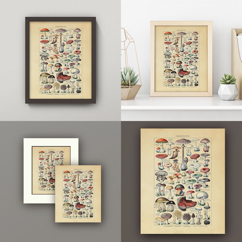 Op de afbeelding: Een vintage botanische illustratie van verschillende paddenstoelen, met gedetailleerde tekeningen van verschillende soorten, waaronder rode, witte, bruine en groene paddenstoelen. De illustratie is getiteld "Champignons" en bevat de tekst "C. Roumeguere, L. Pfeiffer & V. Tulasne, Paris, Editeurs".