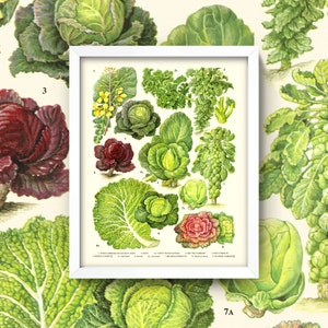 Antique Lettuce Print • Vintage Kitchen Wall Art • 4 Sizes! Vegetable Diagram Chart For Kitchen Cabbage / Kale / Arugula
