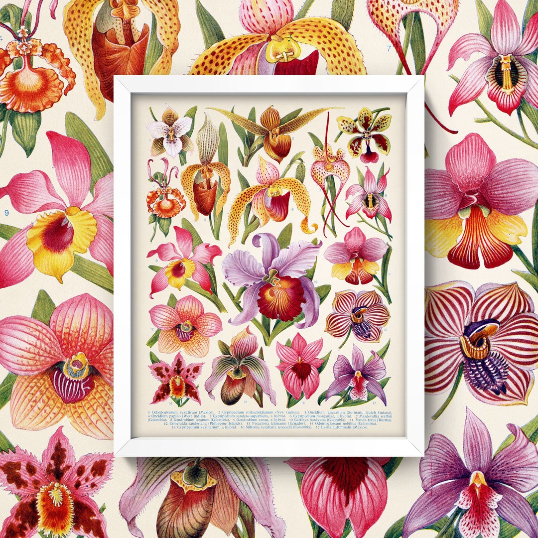 アート・デザイン・音楽 AN ILLUSTRATED TREASURY OF Orchids il_1080xN.2343126882_g2hs.jpg