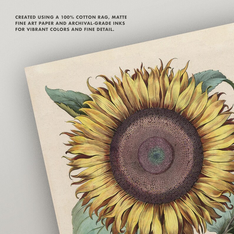 Vintage Sunflower Print or Poster Antique Sunflower Wall Art Etsy