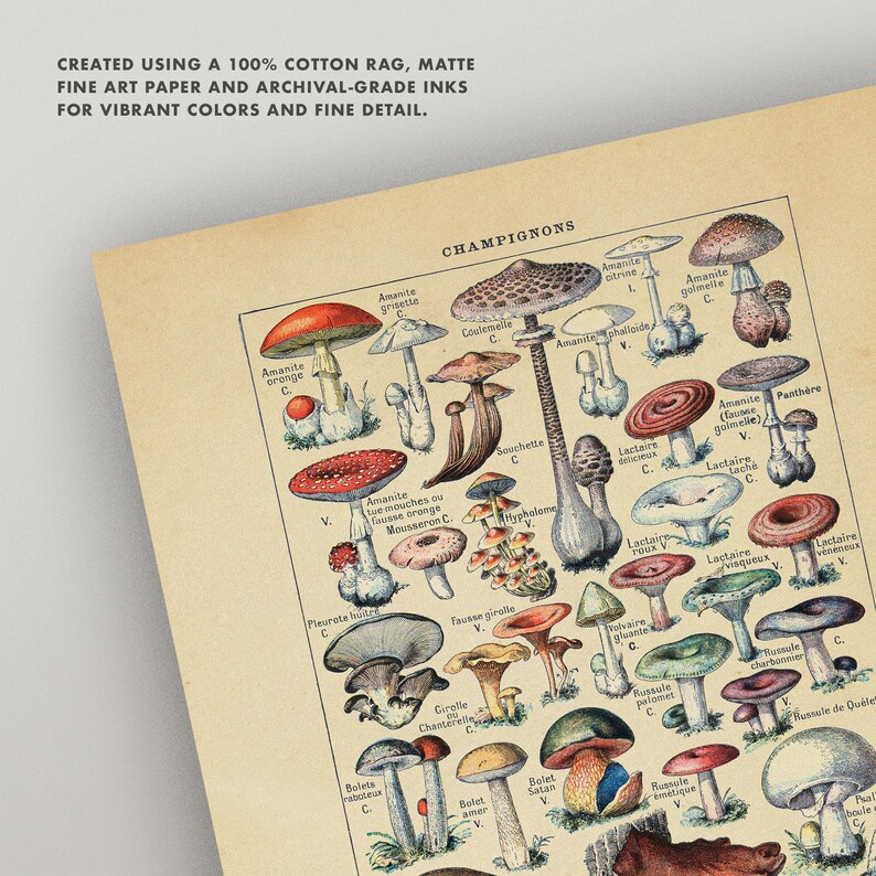 Op de afbeelding: Een vintage illustratie van verschillende soorten paddenstoelen, waaronder de Amanite orange, Amanite grisette, Coulemelle, Amanite citrine, Amanite phalloide, Amanite golmelle, Amanite tue mouches, Souchette, Hyphatome, Lactaire delicieux, Lactaire roux, Amanite Panth&egrave;re, Lactaire tache, Lactaire visqueux, Lactaire veneneux, Pleurate huitre, Fause girelle, Valvaire gluantel, Bolets raboteux, Girolle Chanterelle, Bolet amer, Bolet Satan, Russule polomet, Russule charbonnier, Russule &eacute;m&eacute;tique, Russule de Qu&eacute;le, Phal boule. De illustratie is gedrukt op een cr&egrave;mekleurige achtergrond.