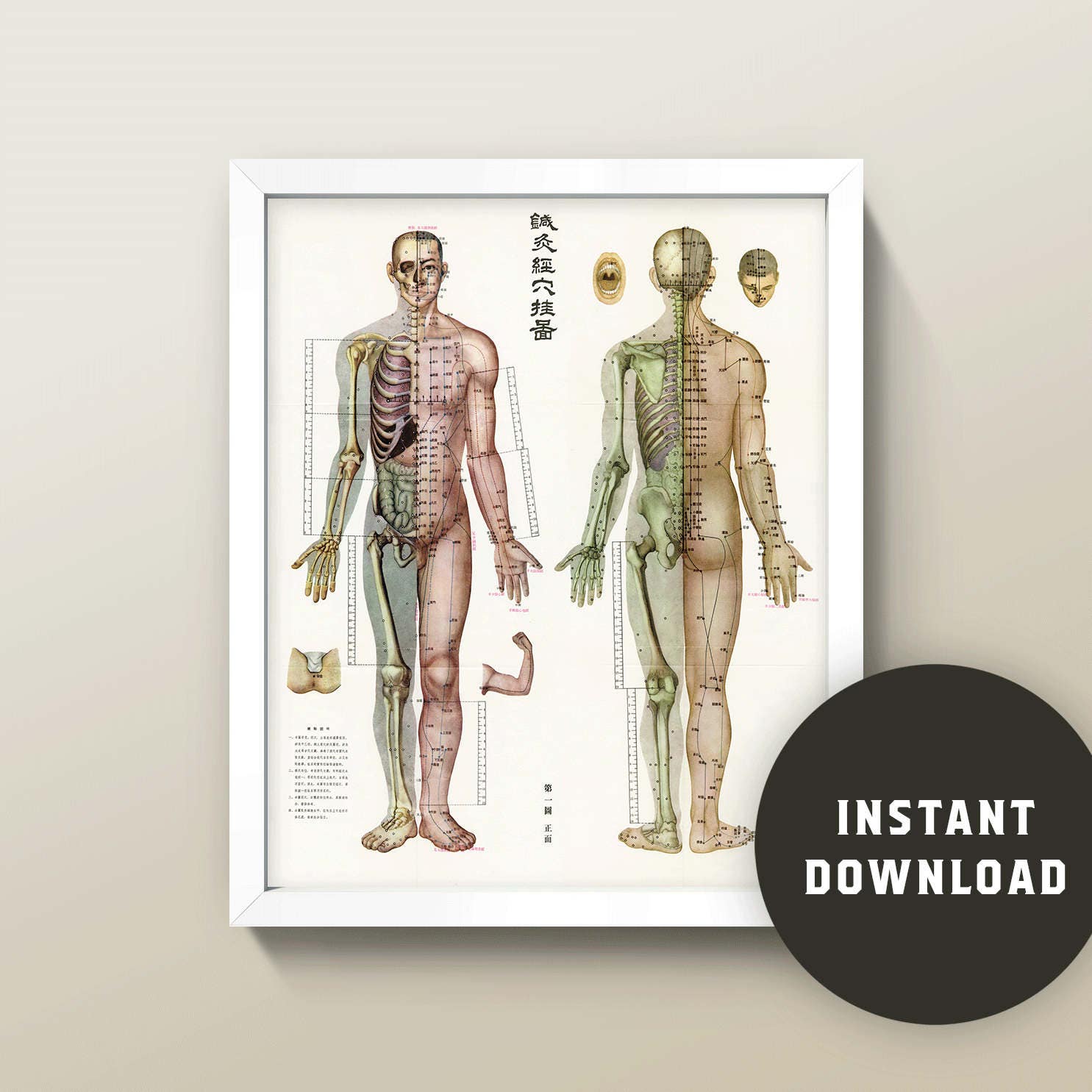 Acupuncture Wall Charts Download