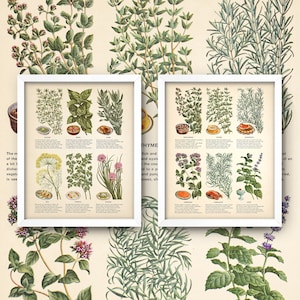 Herb Chart Print Set • 8x10 Kitchen Wall Art • Purchase Individually or as a Set • Vintage Herbs & Spices • Antique Kitchen Decor