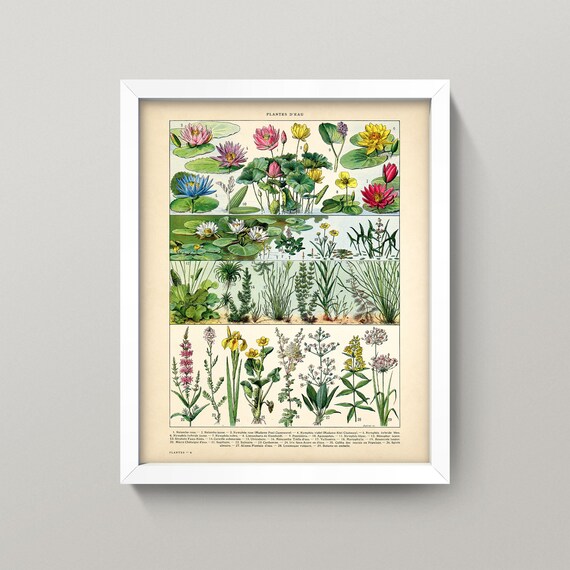 Aquatic Plants Print • 4 Sizes! • Antique French Chart • Plantes D