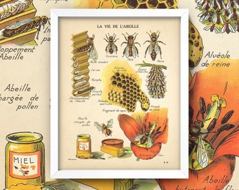 Antique Bee Print • Vintage French Honey Bee Wall Art • Available in 4 sizes! • Sepia Toned Bee Diagram • Kitchen Art • Insects