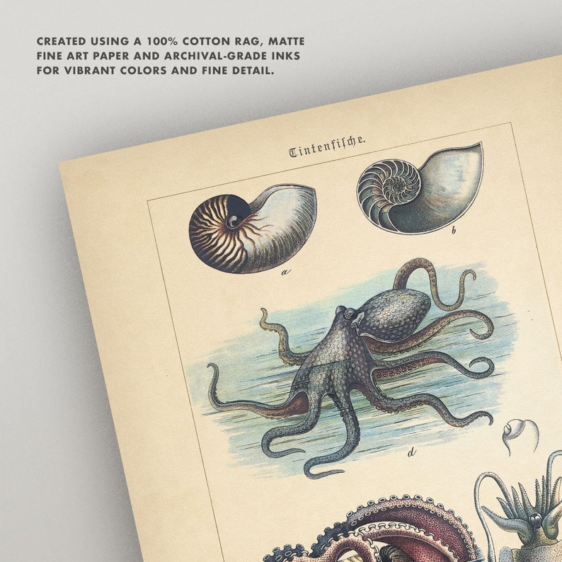 Octopus Print Antique German Octopus Chart 4 Sizes | Etsy