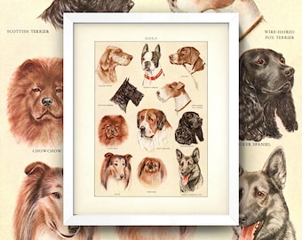 Dog Breeds Chart Print • 8x10 Wall Art • High-Quality Giclee Print • Vintage Dogs Diagram