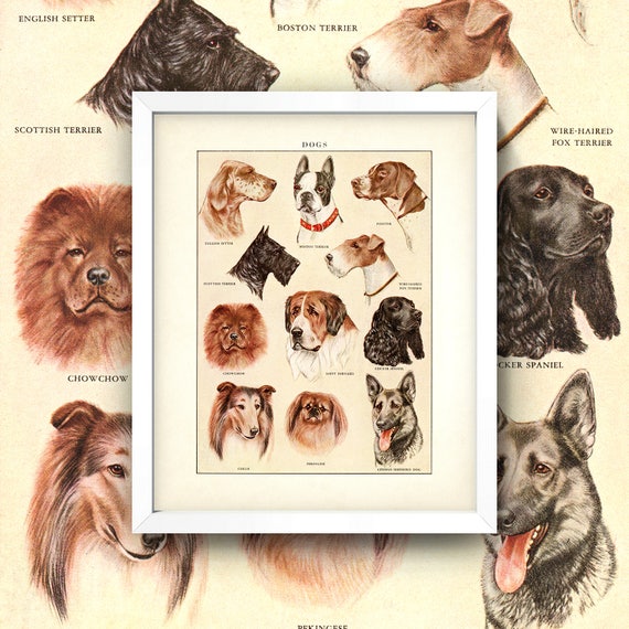 Dog Breeds Chart With Pictures