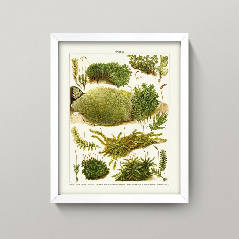 Vintage Moss Print Antique Moss Botanical Print 3 Sizes Etsy UK