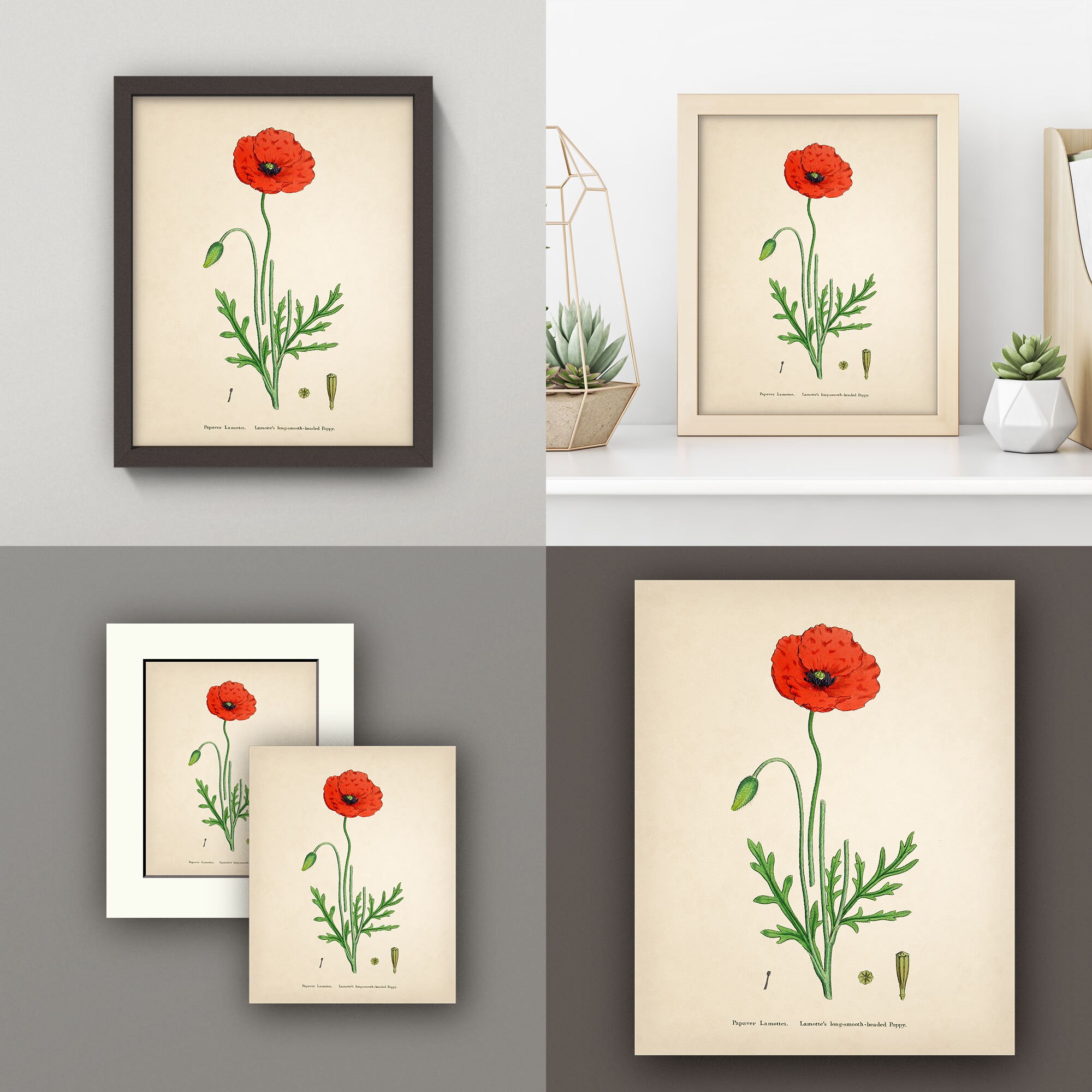 Poppy Print • Vintage Poppy Flower Botanical Art • 4 Sizes! • Antique ...