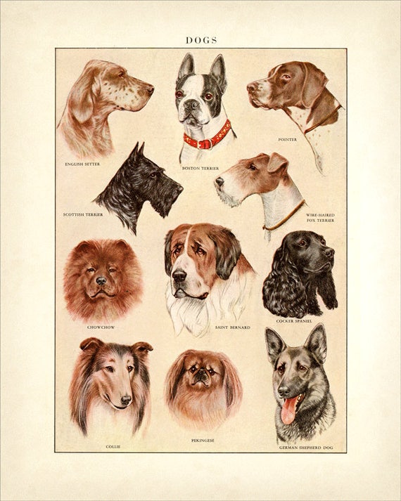 Dog Breeds Chart With Pictures