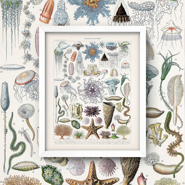 Puede incluir: Una ilustración vintage de varias criaturas marinas, incluyendo medusas, estrellas de mar y anémonas de mar. La ilustración está en un marco y está etiquetada como "OCEANOGRAPHIE".