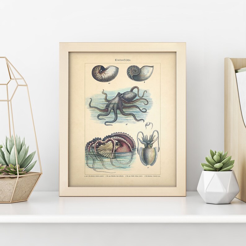 Octopus Print Antique German Octopus Chart 4 Sizes | Etsy
