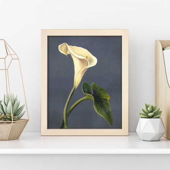 Antique Calla Lily Print • Vintage Arum Lily Wall Art • 4 Sizes