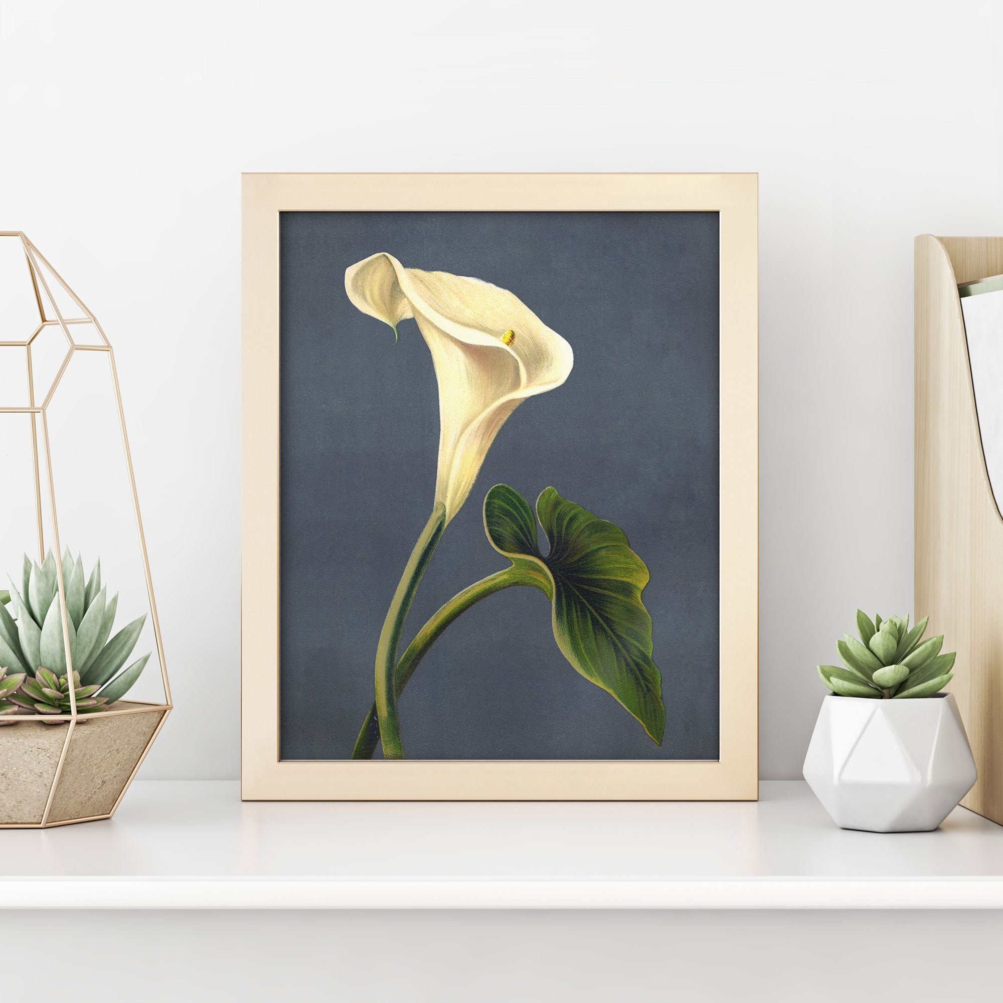 Antique Calla Lily Print • Vintage Arum Lily Wall Art • 4 Sizes